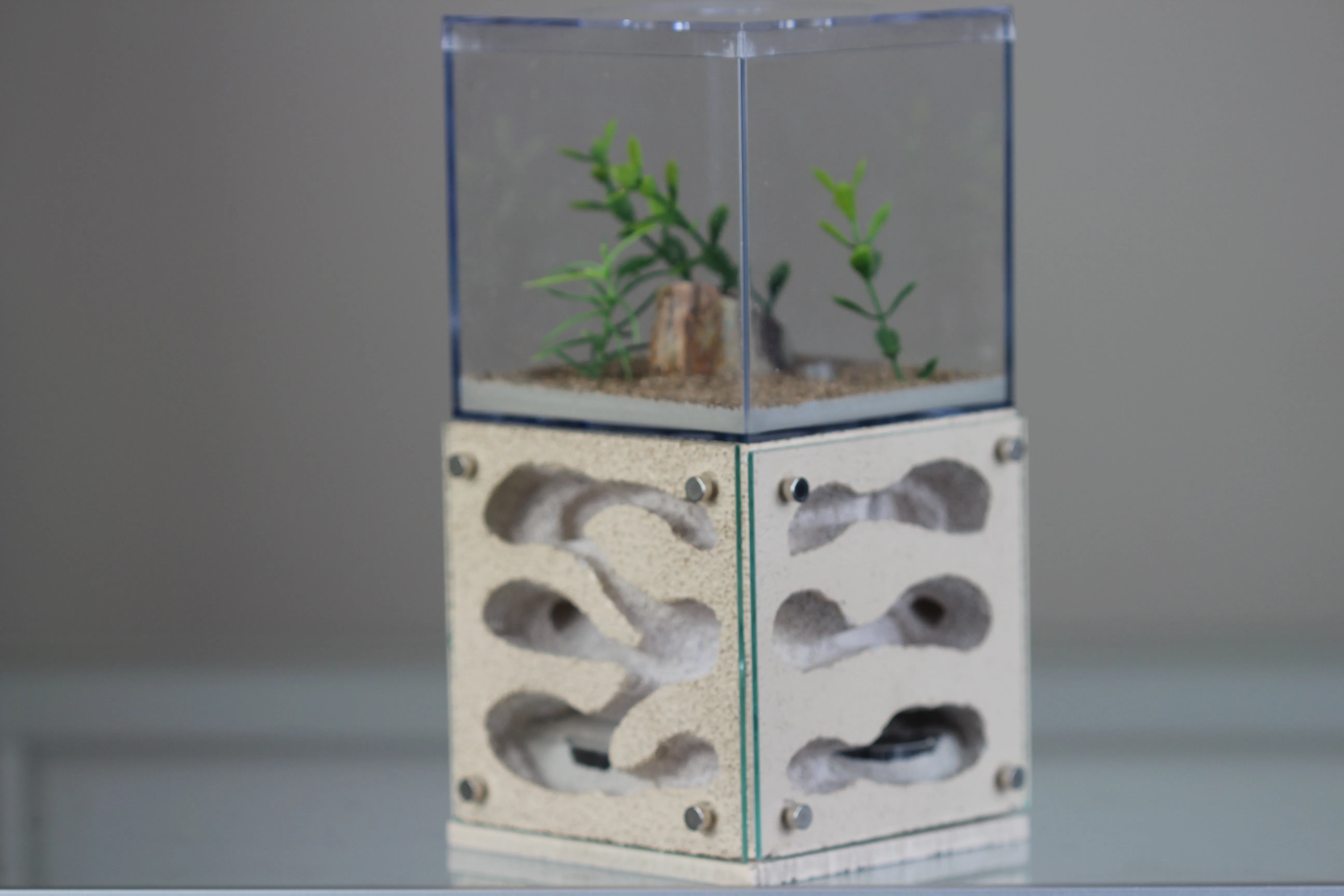 Casita (Custom Bone 4)