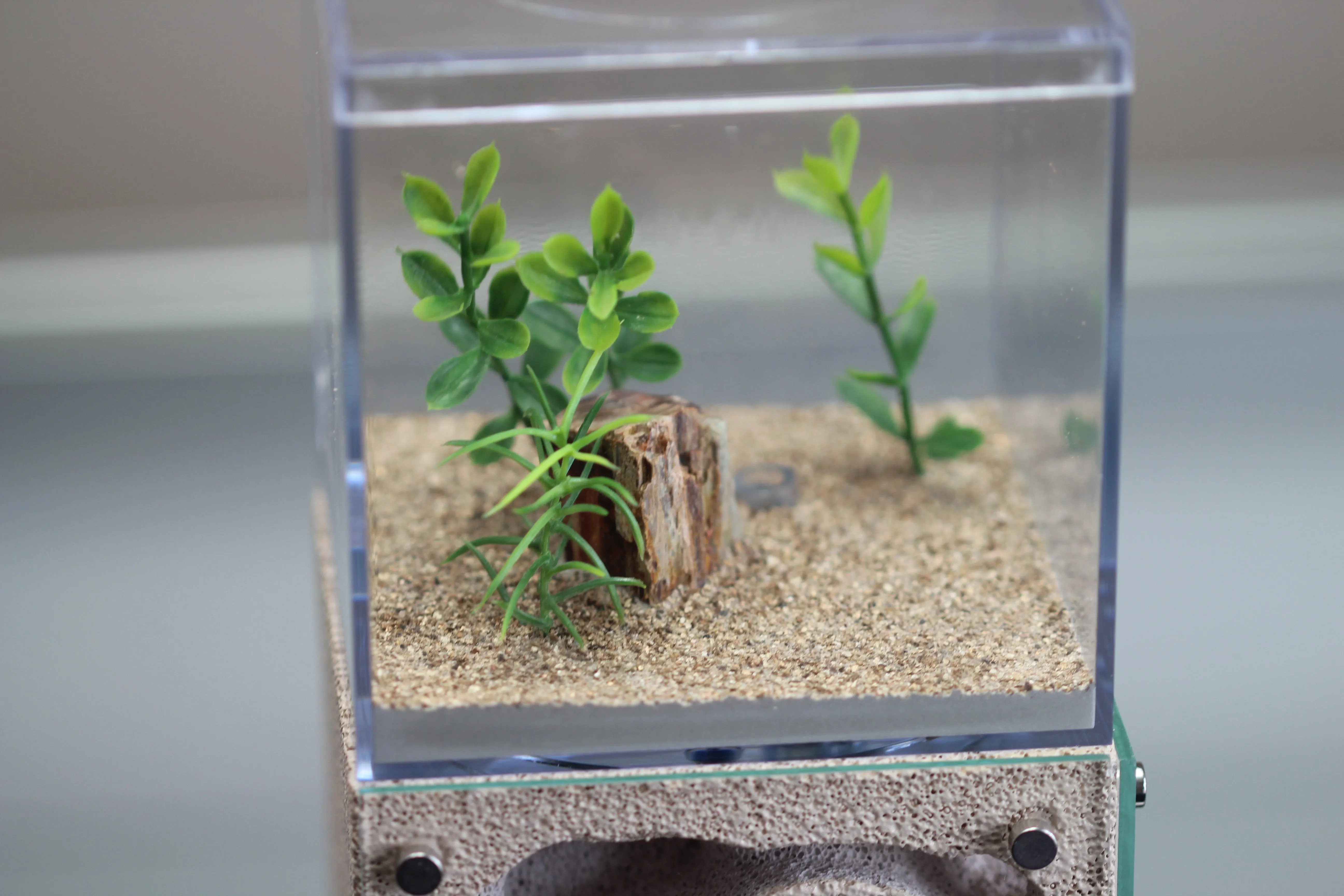 Casita (Custom Bone 4)