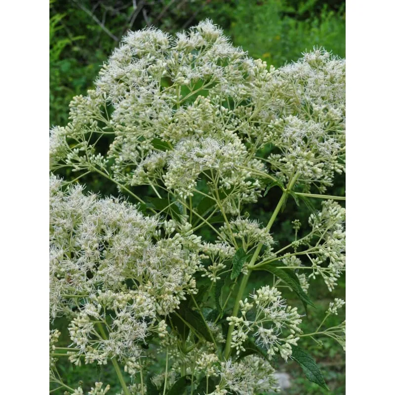 Ivory Towers Joe Pye Weed