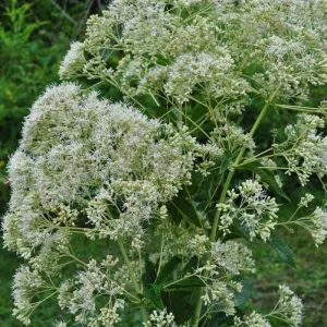 Ivory Towers Joe Pye Weed