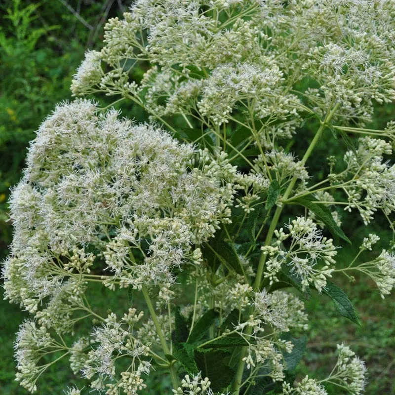 Ivory Towers Joe Pye Weed