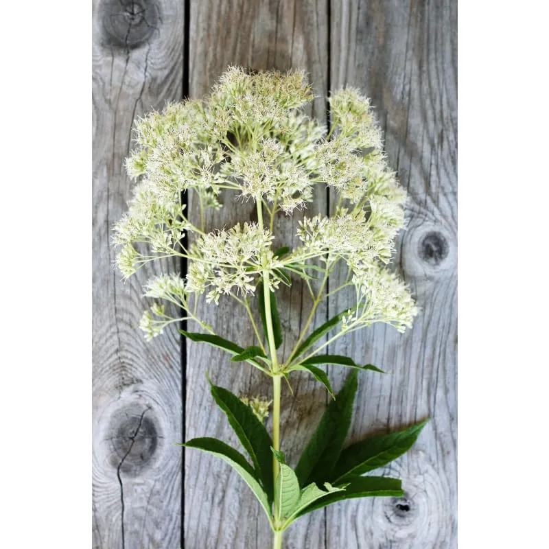 Ivory Towers Joe Pye Weed