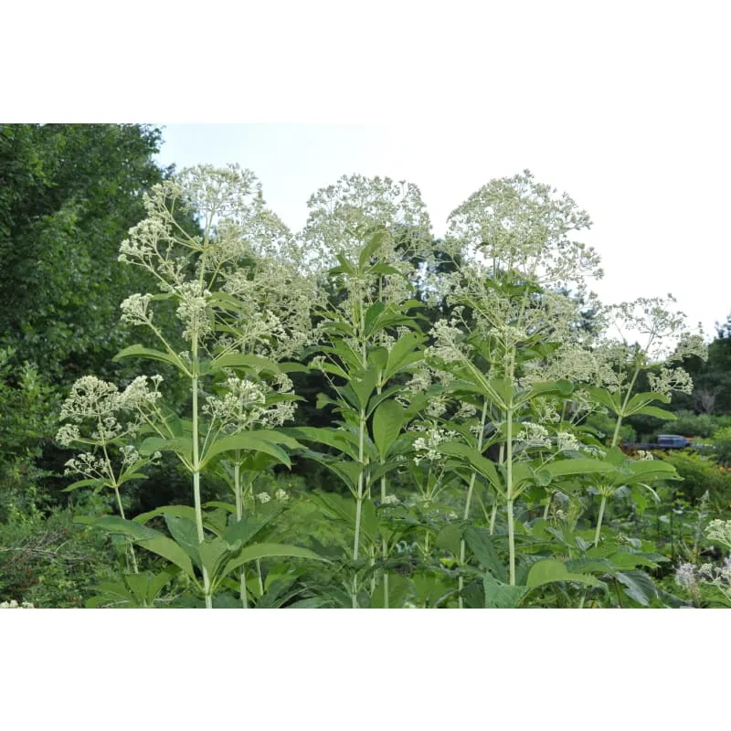 Ivory Towers Joe Pye Weed
