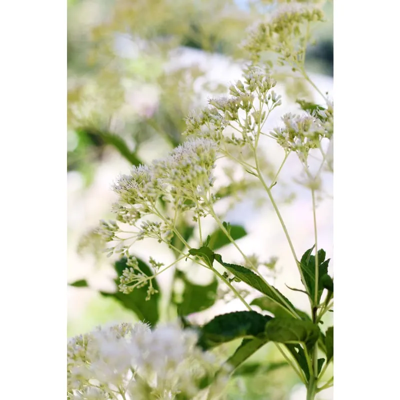 Ivory Towers Joe Pye Weed