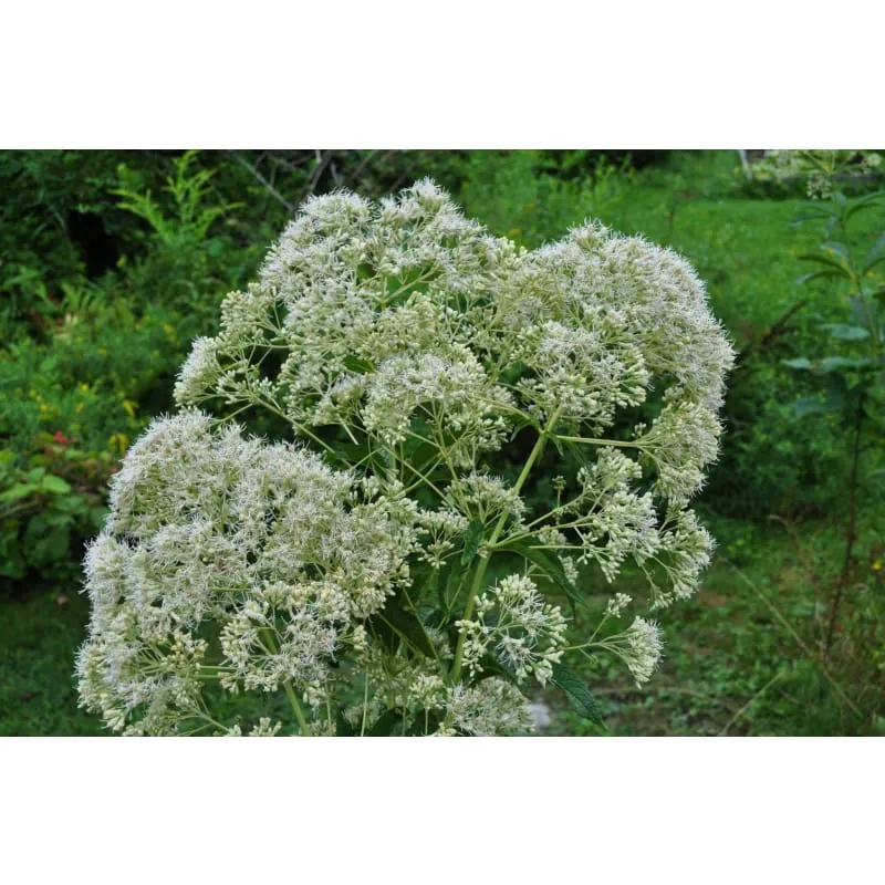 Ivory Towers Joe Pye Weed