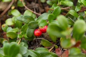 Smokable Herbs - Uva Ursi – Bearberry Call or Email to order